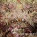 stonefish_reef_nus_h_0705_png1845.jpg